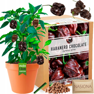 Habanero Chocolate Pepper XXL Sada na pestovanie papriky